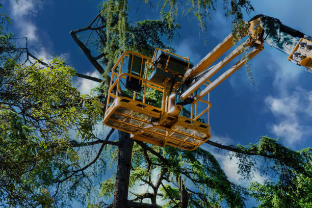 Tree and Shrub Care in Lakewood Park, TN